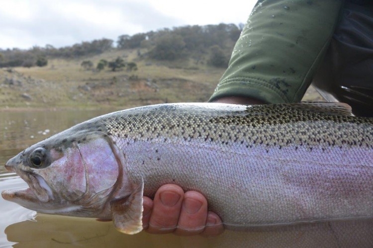 A new PB Lake Eucumbene rainbow