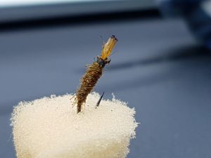 Stick Caddis