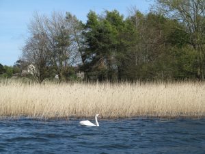 Swan lake
