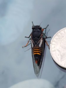 tantangara-cicada