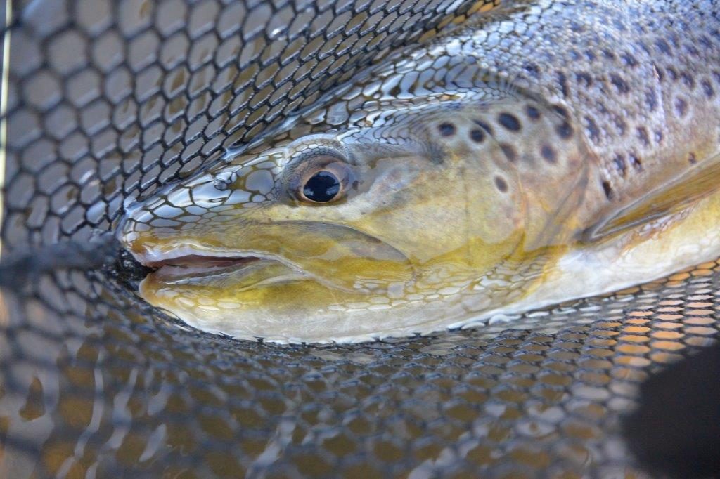 A good brown from super-low Great Lake in February.