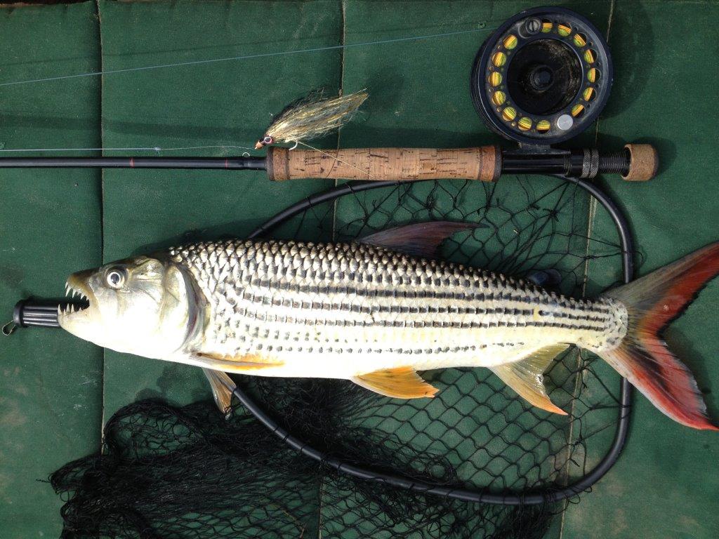 A standard 3-4 lb specimen. Looking at the tail, you get an idea how they generate such power early in the fight. Using a short wire trace is recommended for obvious reasons!
