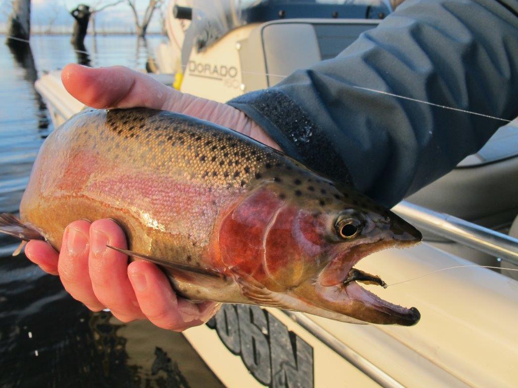 While browns are dominating in recent catches, Toolondo's rainbows periodically provide great sport.