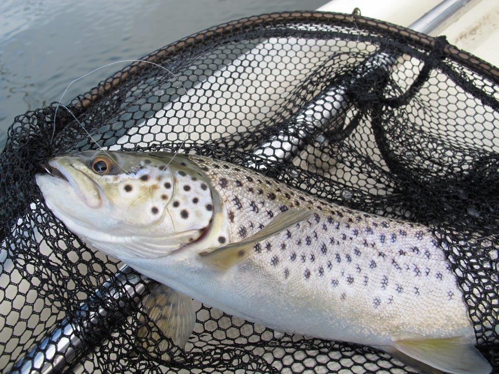 The key to Toolondo's continuation as a fishery is it holding enough water for trout to survive the hot Wimmera summer.