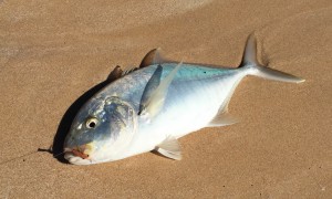 Trevally 3