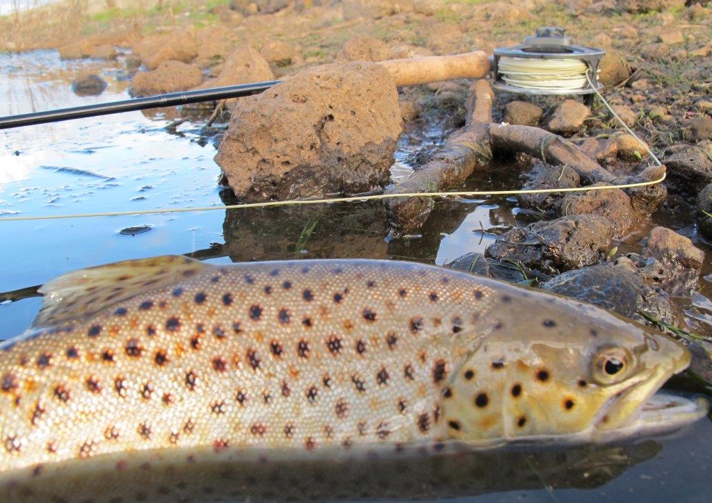 All the trout today were 'peas in a pod' two pound browns in solid condition. While there are much bigger fish in both lakes, I'm more than happy to catch trout like this. models!