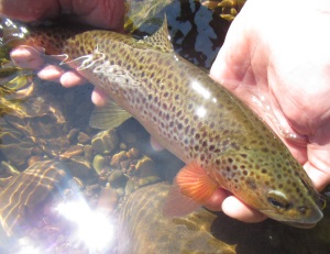 Usk brown