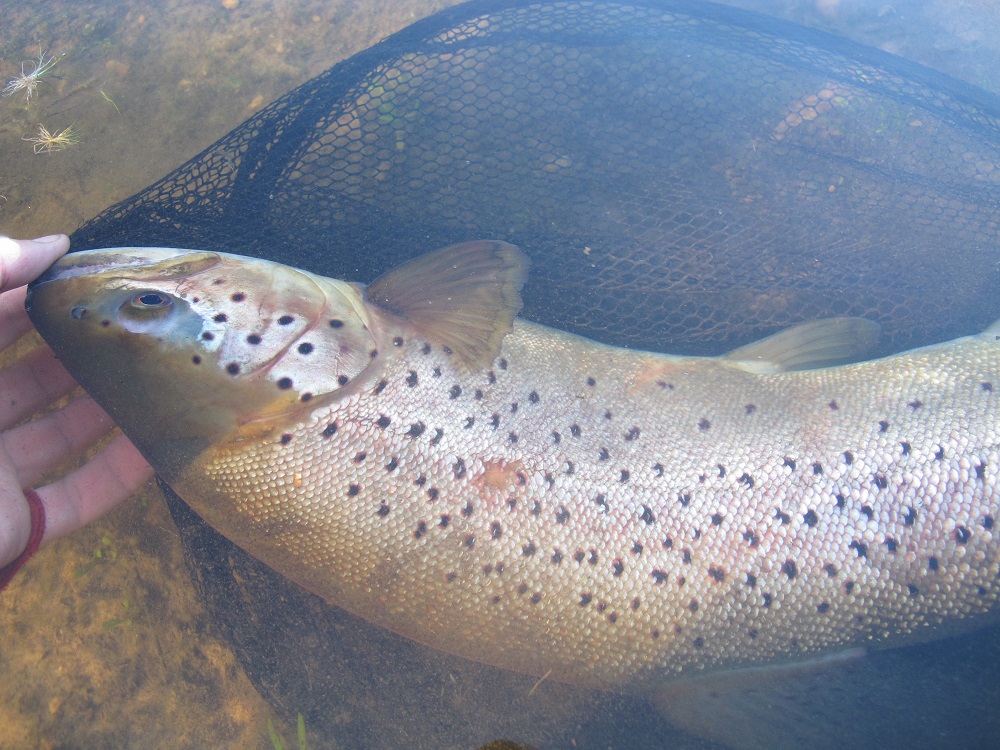 Despite the poor light, it was possible to polaroid quite a few trout over the areas of lighter substrate at Wartook and Fyans.