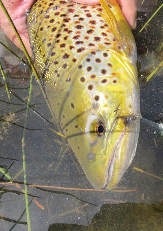 The Possum Emerger is a great pattern for mayfly feeders from Woods Lake to Wendouree, and I'm happy to say so!