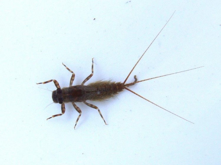 atalophebia nymph