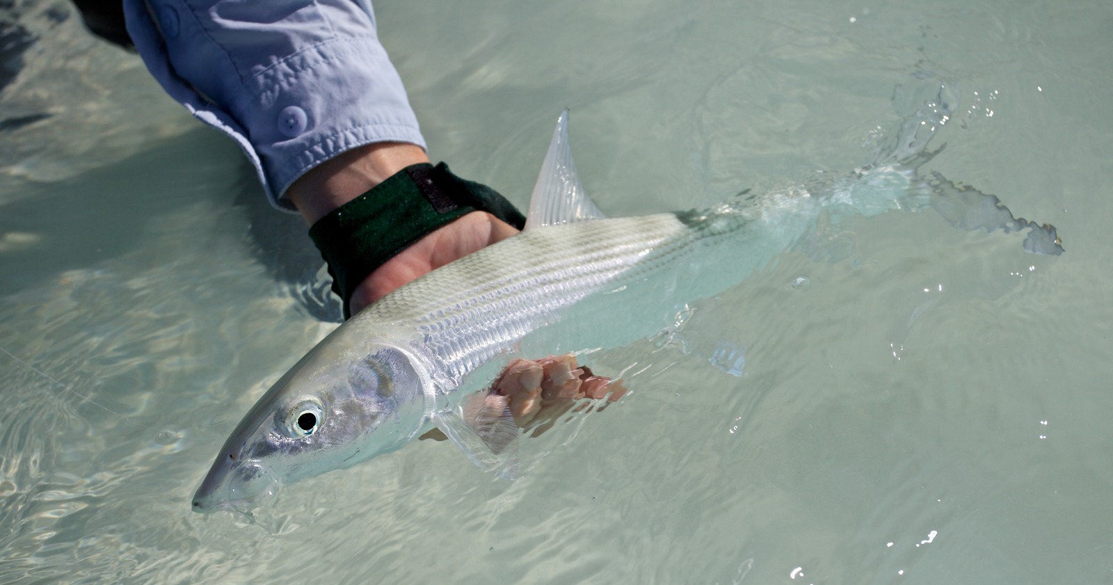 Of course, the basis of the trip was to catch bonefish, and they didn’t disappoint. Photos don’t do them justice - the pure chrome, vivid turquoise fin fringes, and subtle variation in camouflaged sand shades on their back. Aside from a brown trout, they are maybe the most beautiful sport fish I’ve seen. They are 100 percent muscle, tight like an over inflated football.