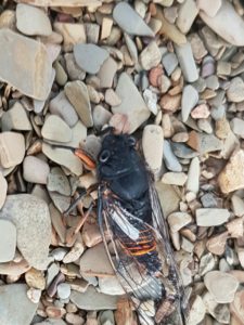 cicada