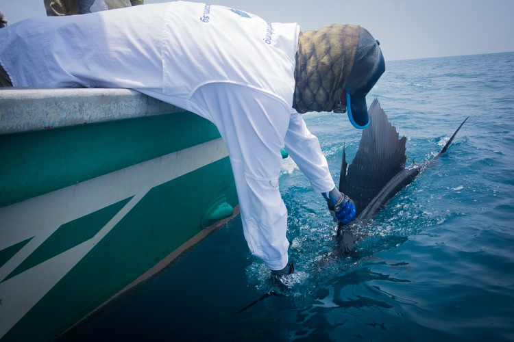 A nice fish being released.