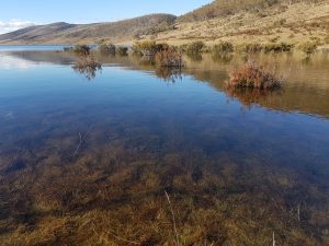 flooded tussock blog