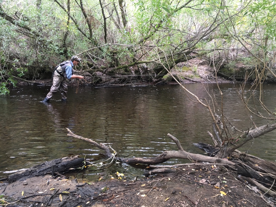 Comfortable levels and mild to warm weather ensured great fishing on the lowland rivers through most of the season.