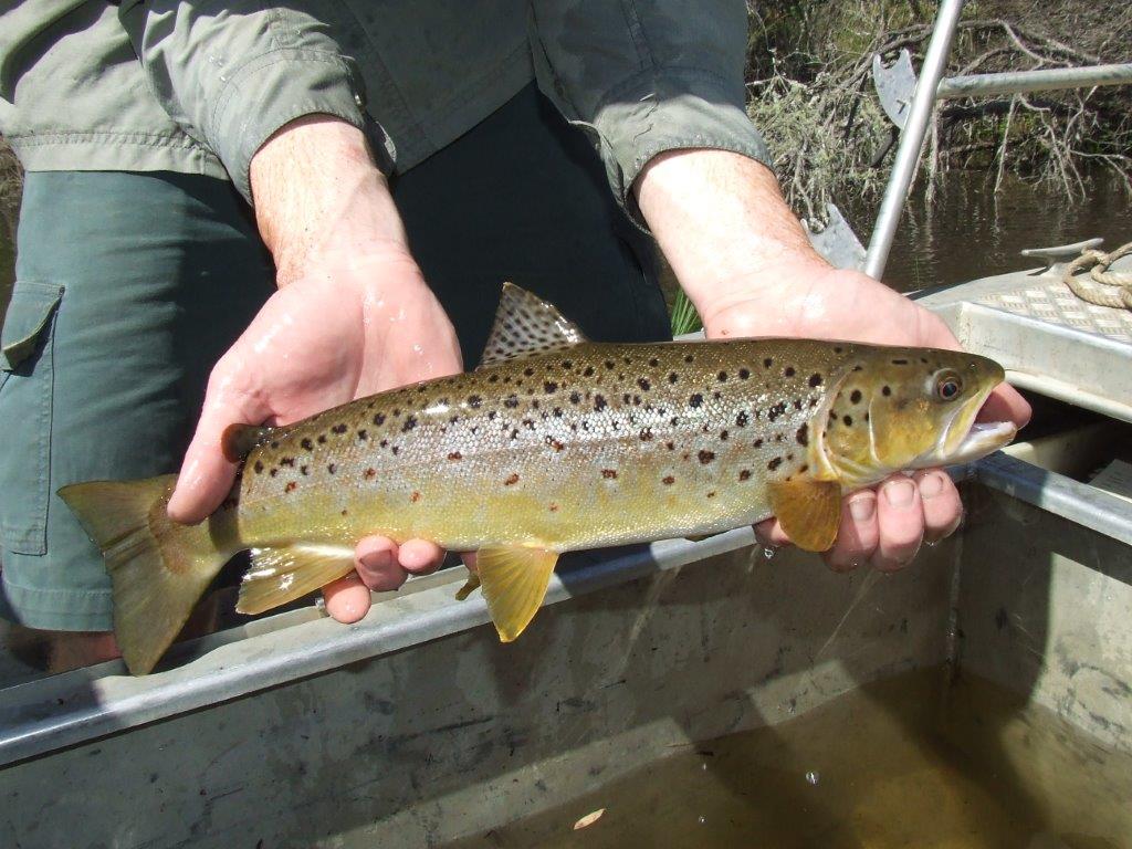 Comparisons with trout surveyed in the past (like this King River beauty) has helped to give recent surveys context.