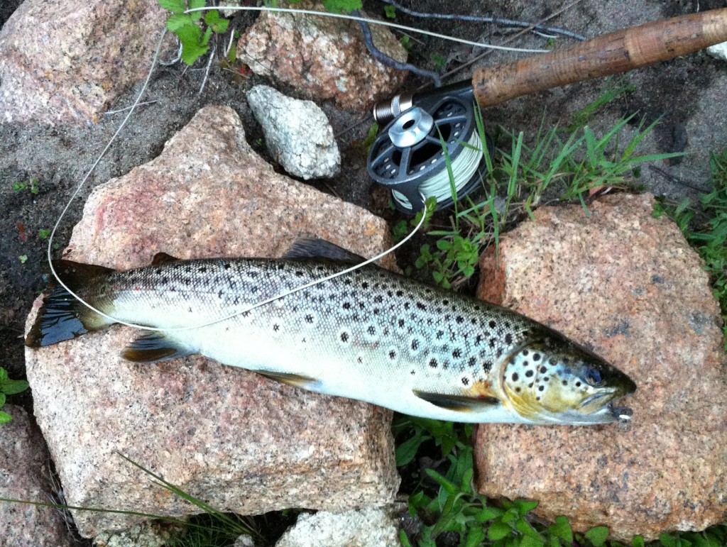 nicetrout