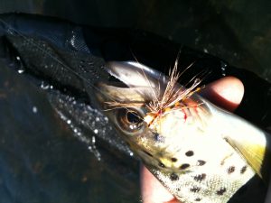 photo (14)