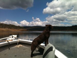 Prow dog Briggsy
