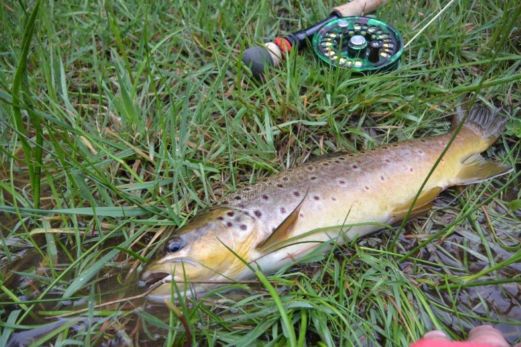 The unexpected trout - my first stream fish of the new season, and on the dry too!