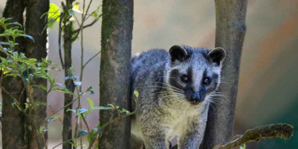 the smelly panda soap company wildlife hiding among bamboo trees