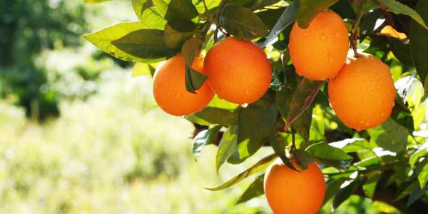 the smelly panda soap company oranges hanging in a tree