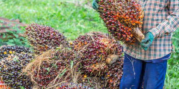 the smelly panda soap company a palm oil farmer is standing next to crop of palm pods while they are holding one