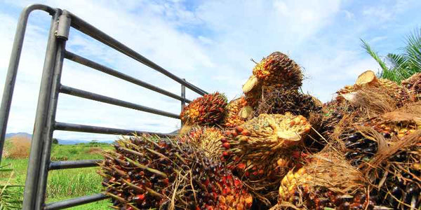 the smelly panda soap company sustainably harvested palm for making oils