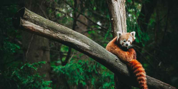 the smelly panda soap company a red panda sitting on some branches in a wooded area