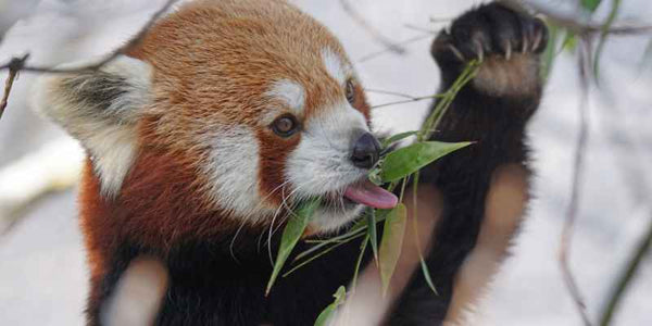 the smelly panda soap company red panda eating bamboo leaves in snow