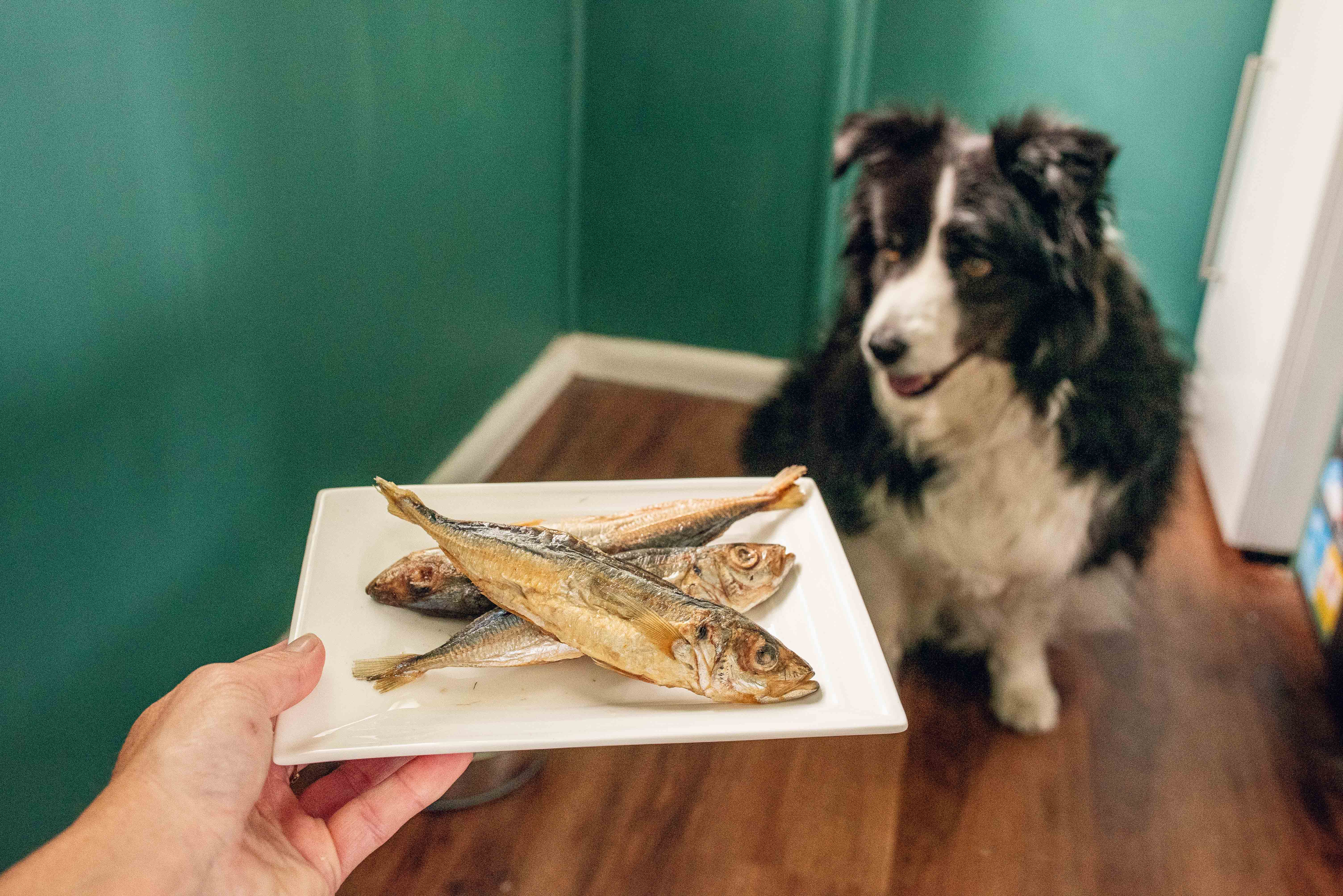 Meella with Topflite Whole Mackerel