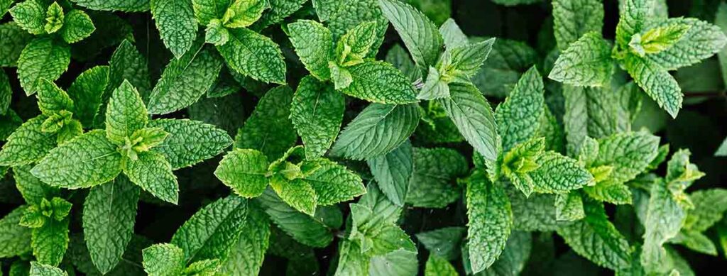 Peppermint leaves