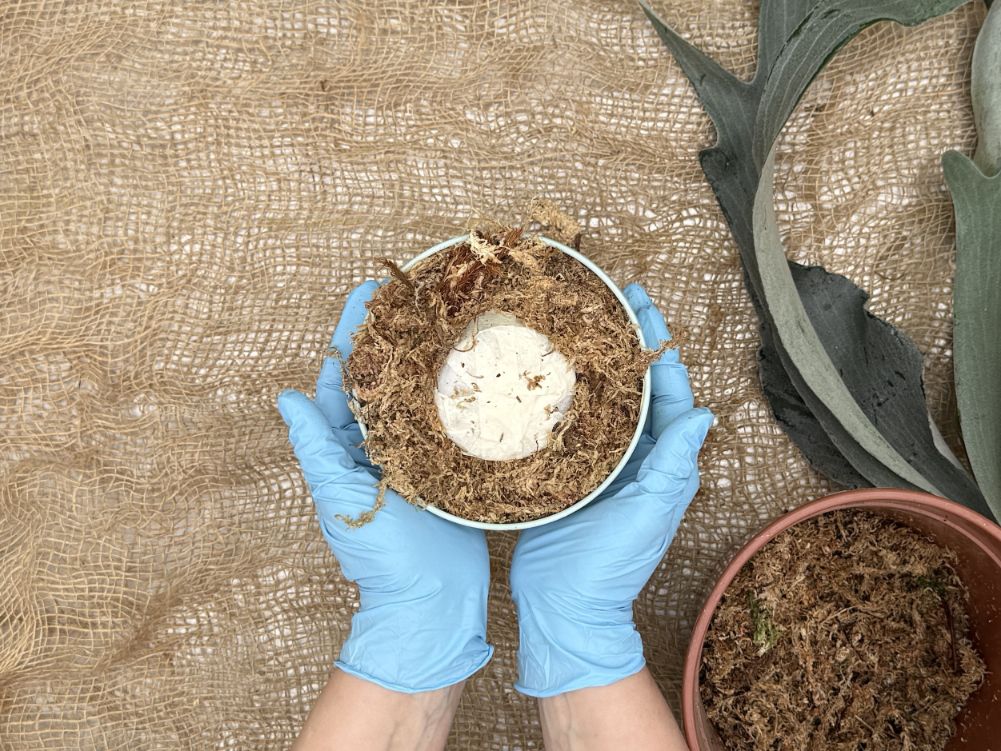 How to mount platycerium: Preparation of the sphagnum nest