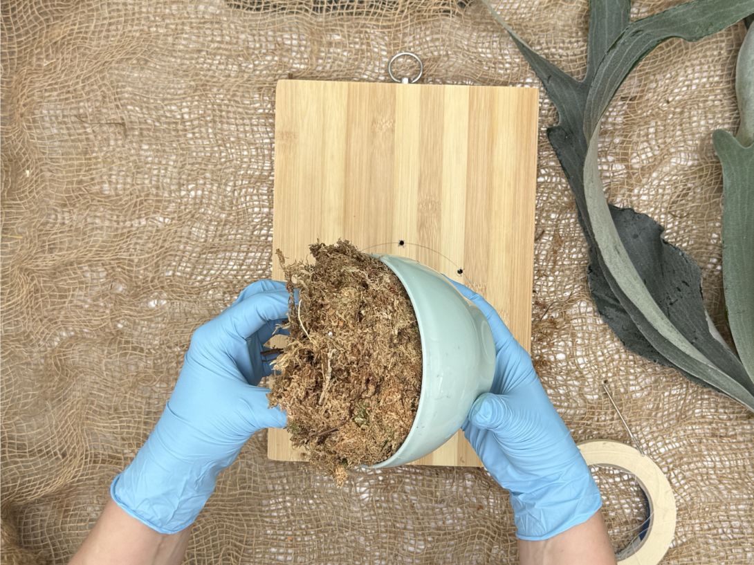 How to mount platycerium: Pulling out of the sphagnum nest