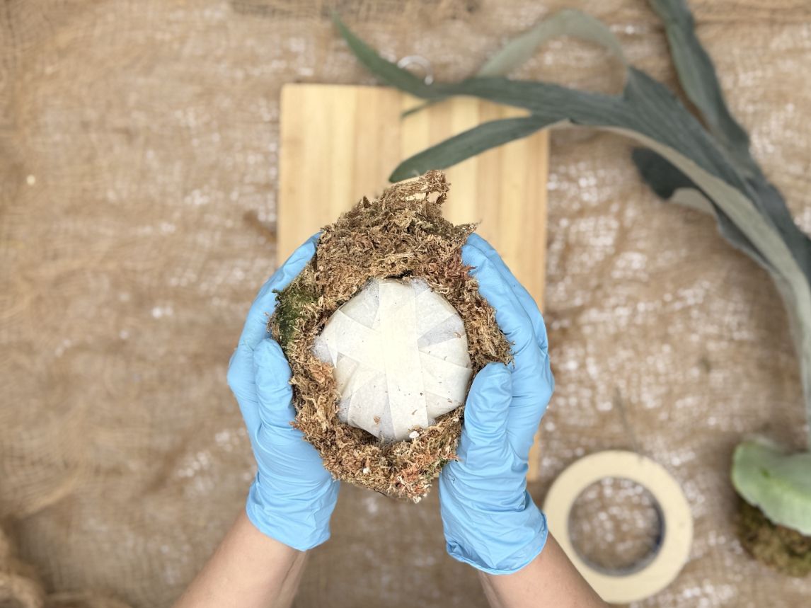 Come montare il platycerium sulla zattera: Preparazione del nido di sfagno