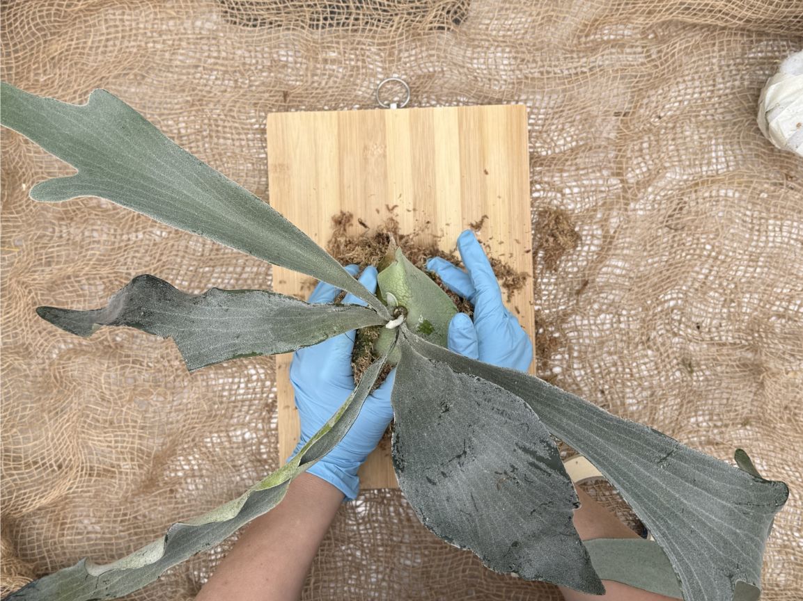 How to mount platycerium: Positioning of the plant