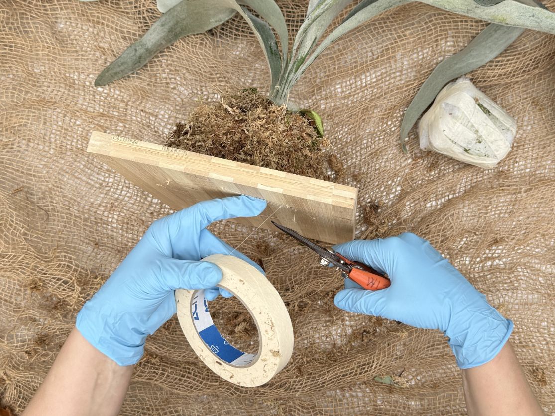 How to mount platycerium: Finishing work of the mounting