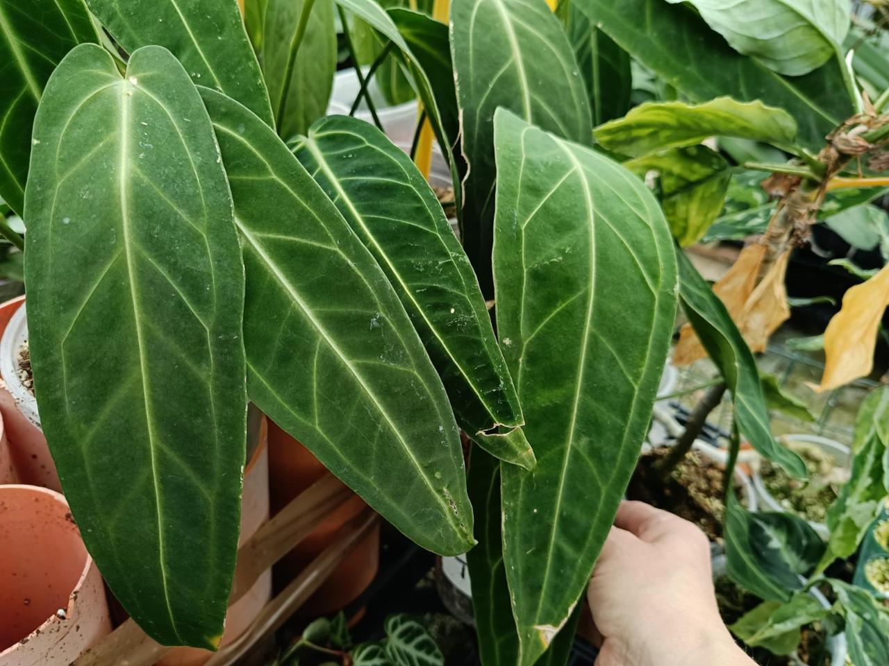 Anthurium care - anthurioum warocqueanum