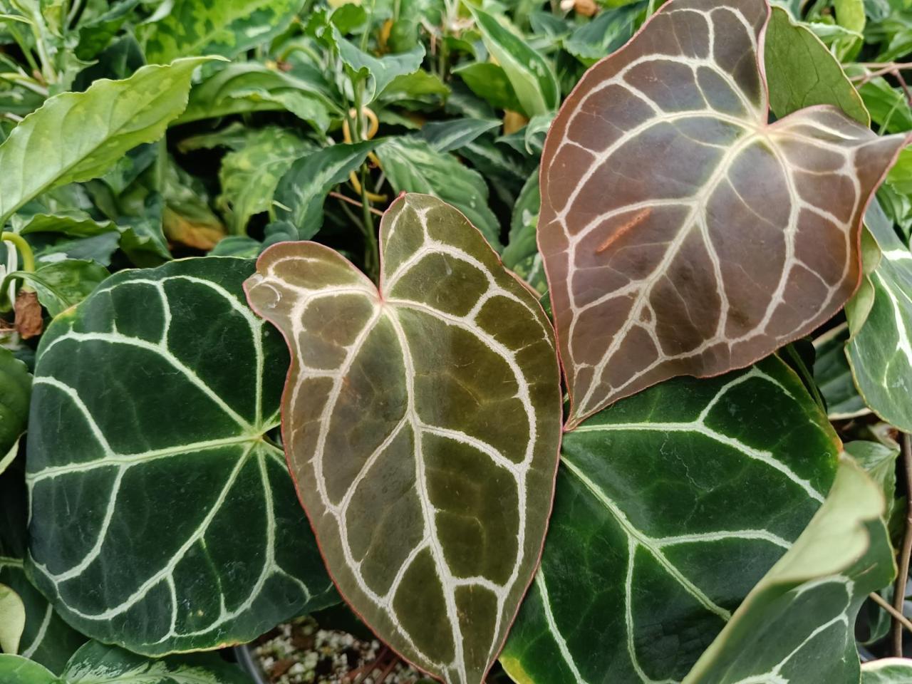 Anthurium care - anthurium crystallinum 