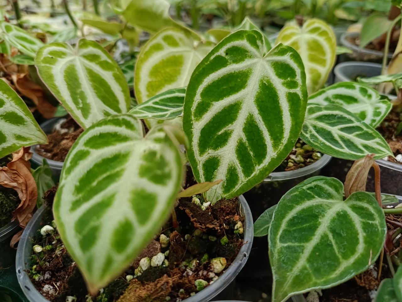 Anthurium care - anthuroium crystallinum silver blush