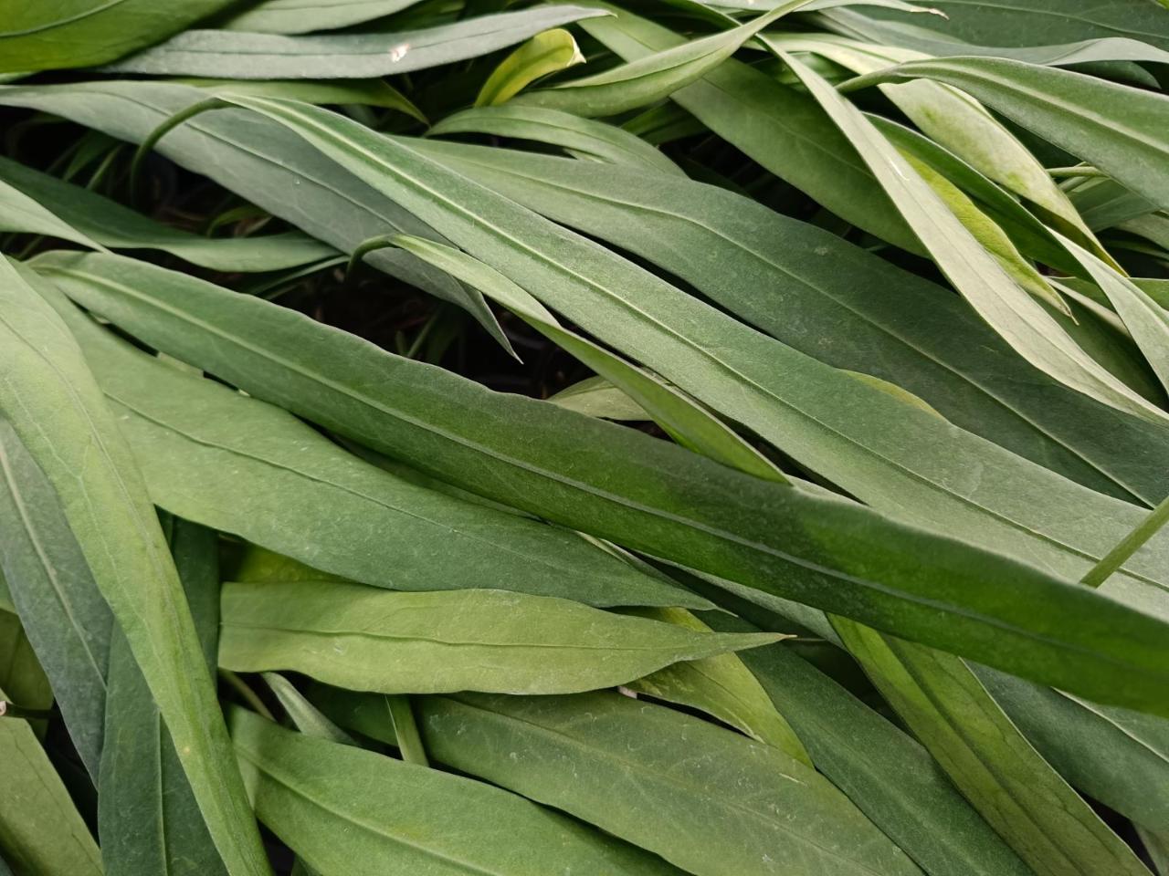 Anthurium care - anthurium vittarifolium