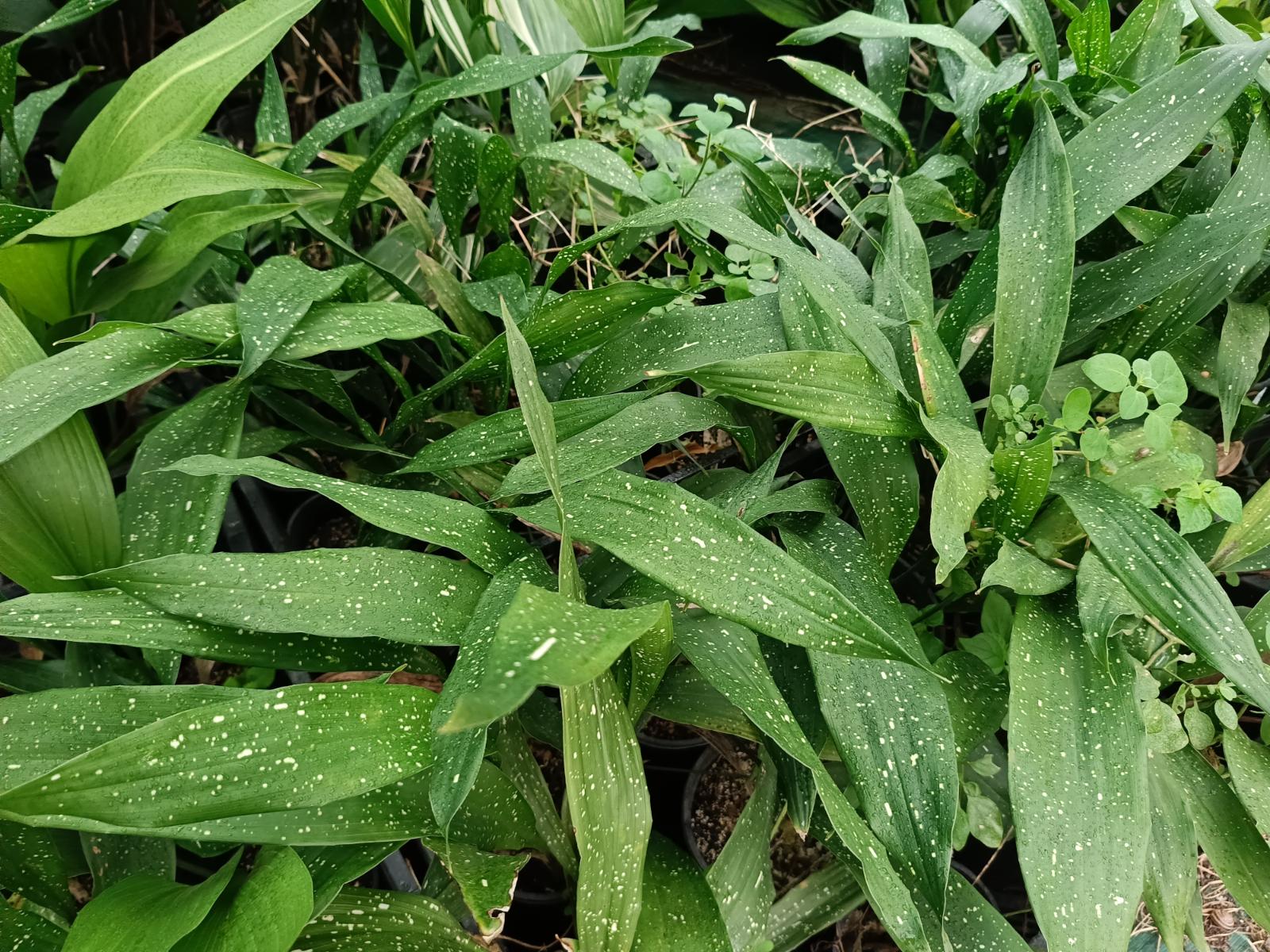 Aspidistra milky way