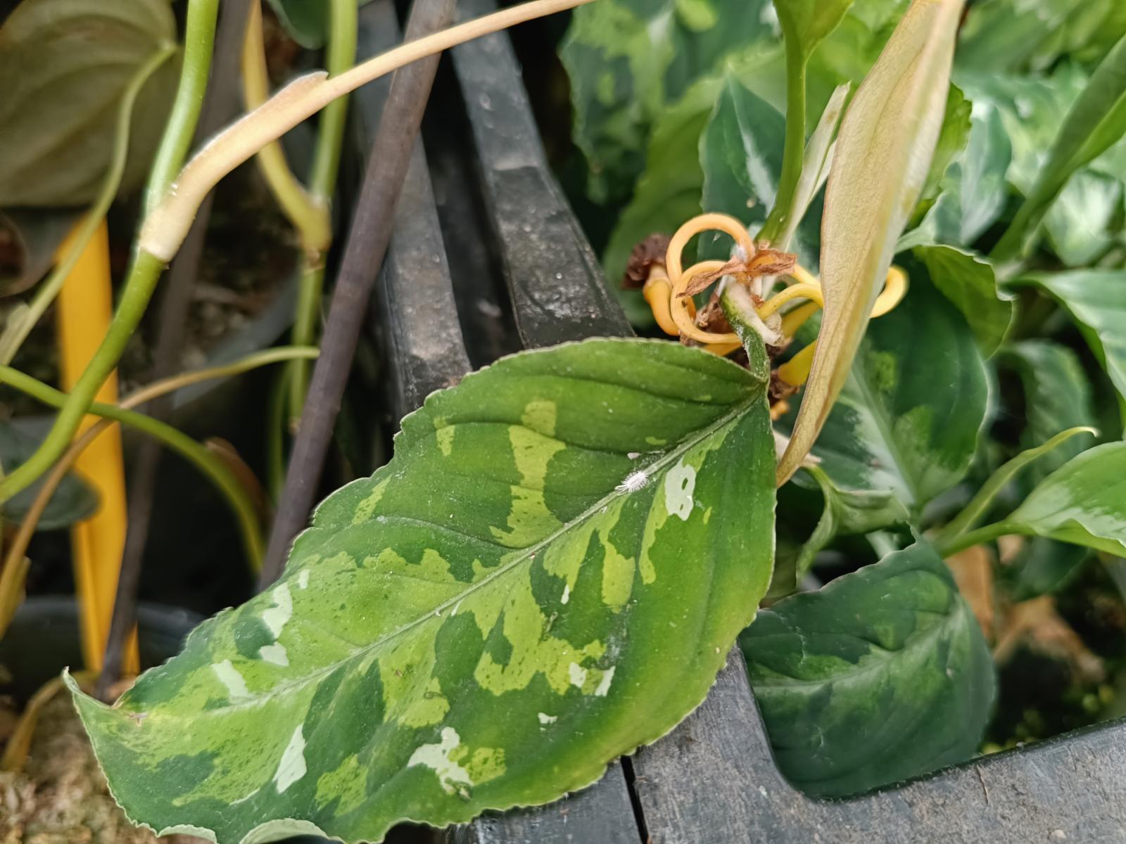 Cocciniglia - aglaonema