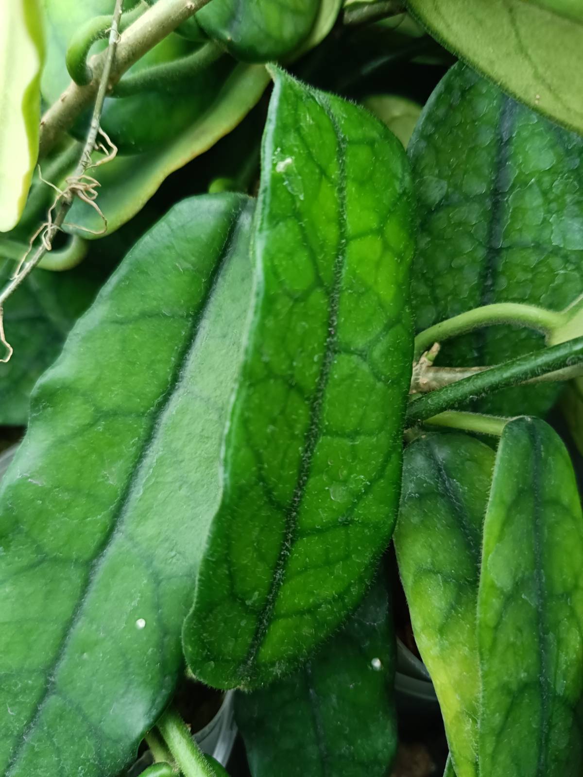 Hoya globulosa