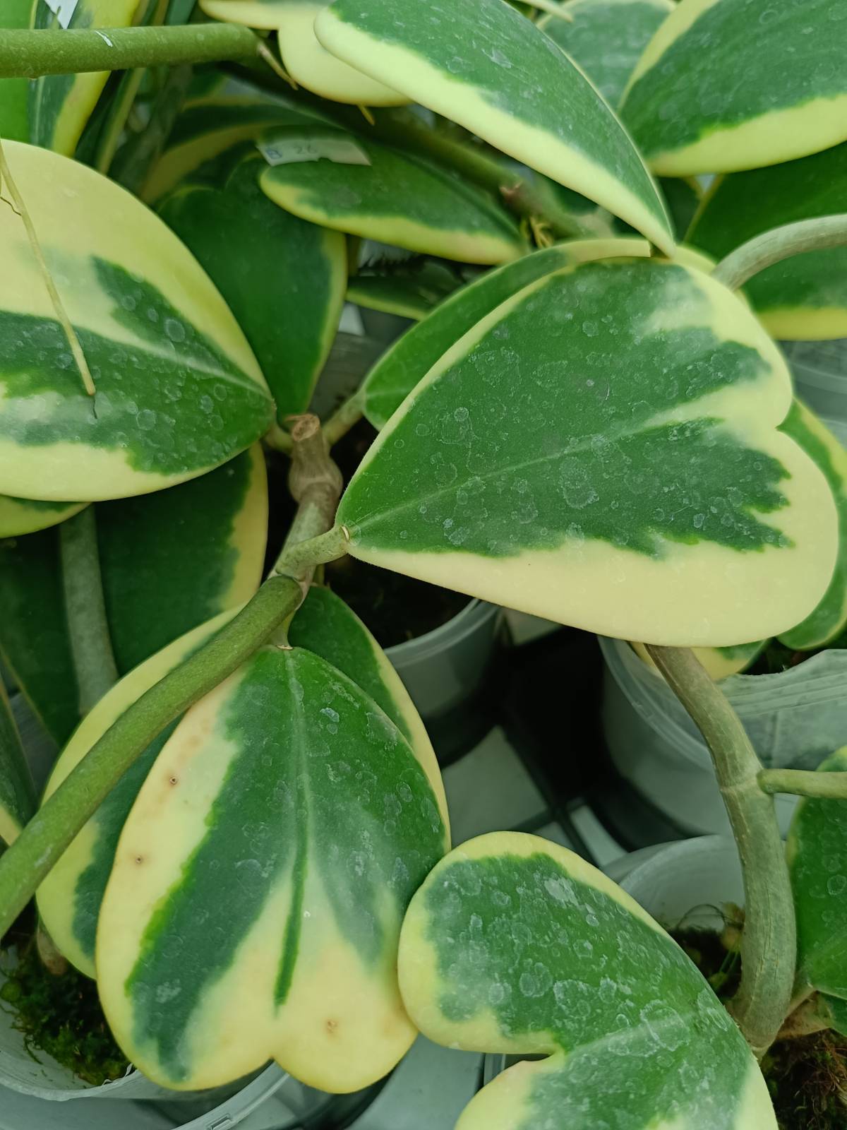 Hoya kerrii variegata