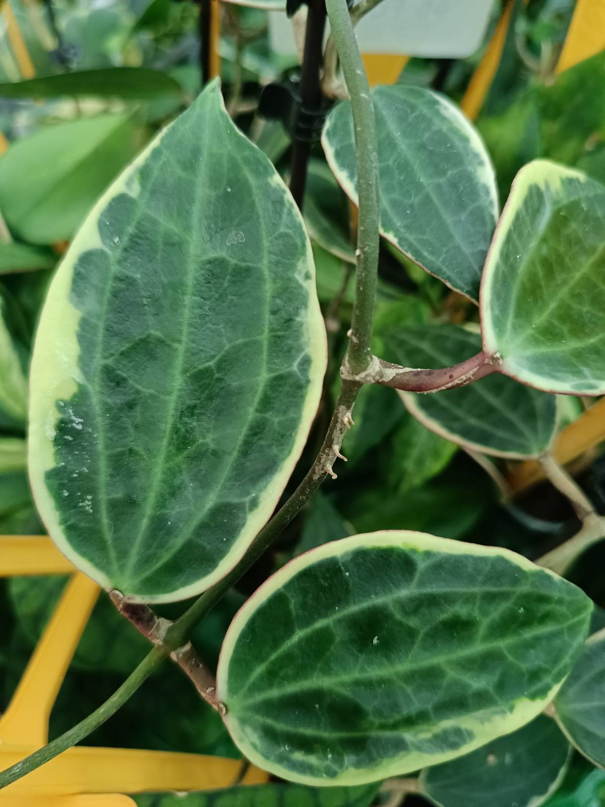 Hoya macrophylla variegata inner