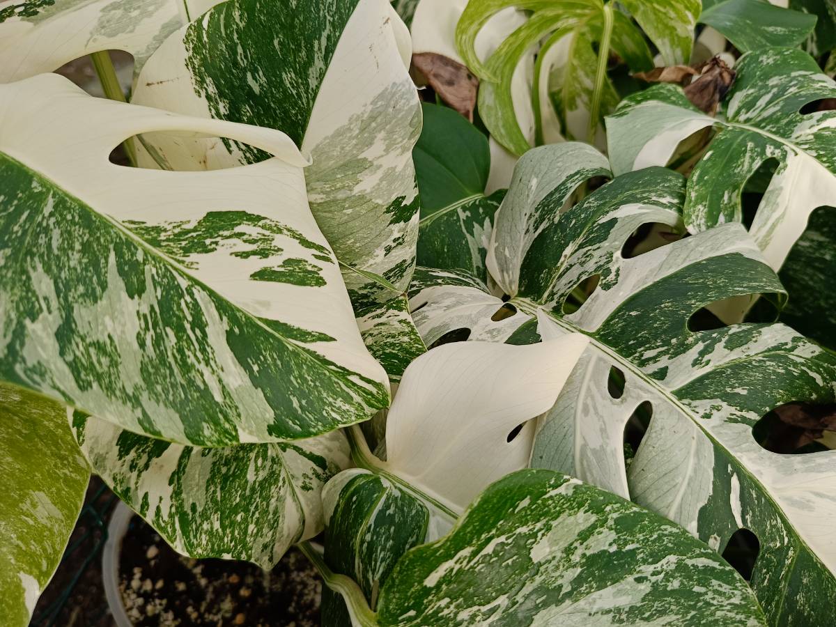 Monstera deòliciosa variegata