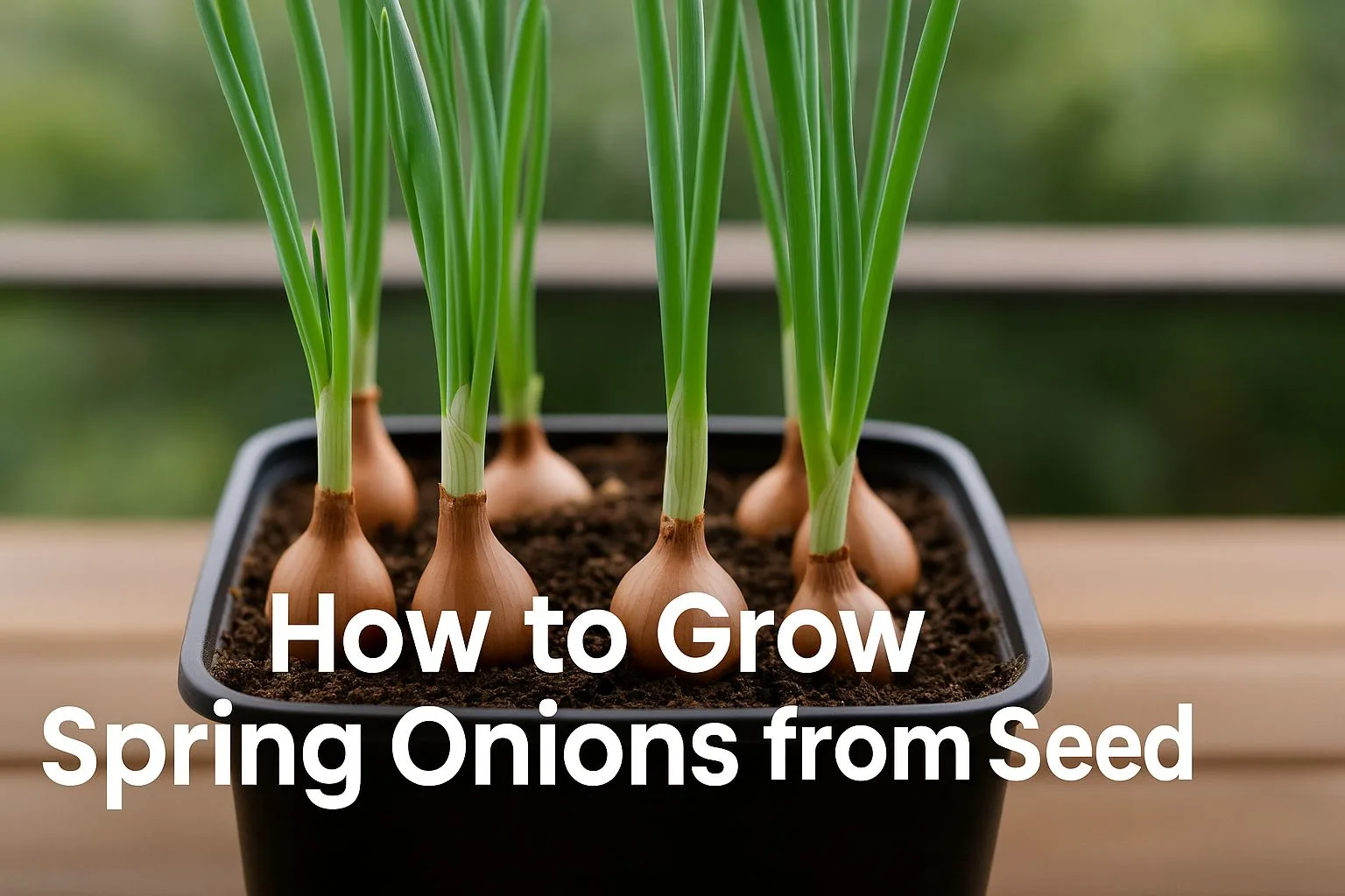 Sprouting Spring Onions How to Successfully Grow Spring Onions from Seed in Your Apartment Garden