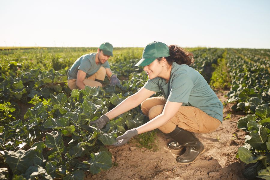 agricultores trabajando bajo el sol