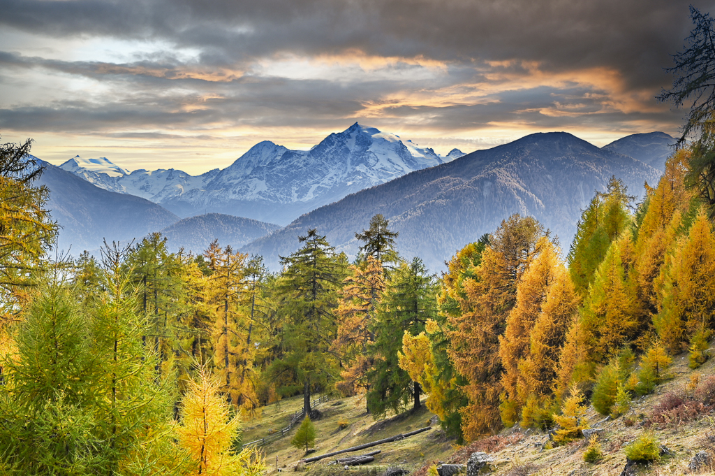 Zirben im Obervinschgau